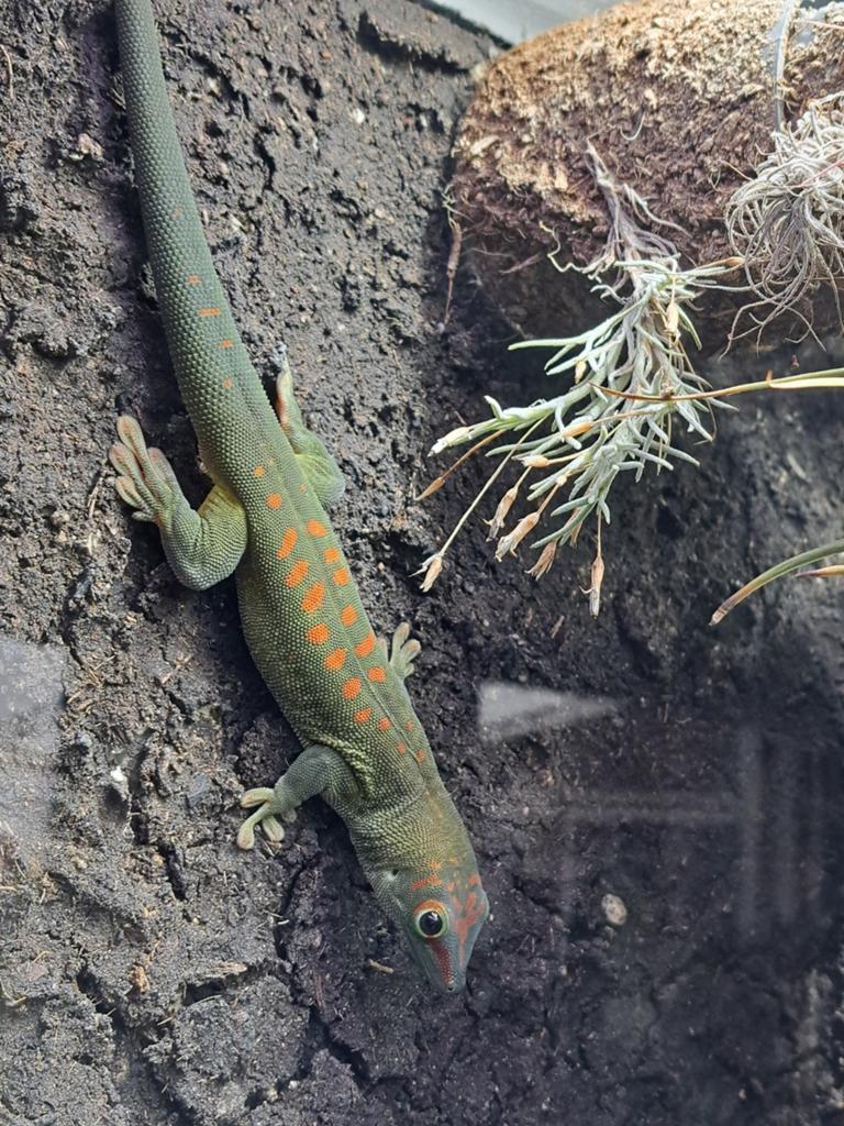 Gezocht phrlsuma grandis man voor deze mooie eenzame vrouw, Dieren en Toebehoren, Reptielen en Amfibieën, Slang, 0 tot 2 jaar