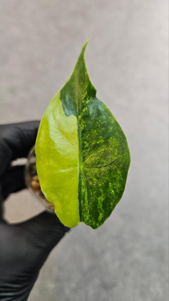 Alocasia Nairobi Nights Variegata, Ophalen of Verzenden, Overige soorten, Volle zon