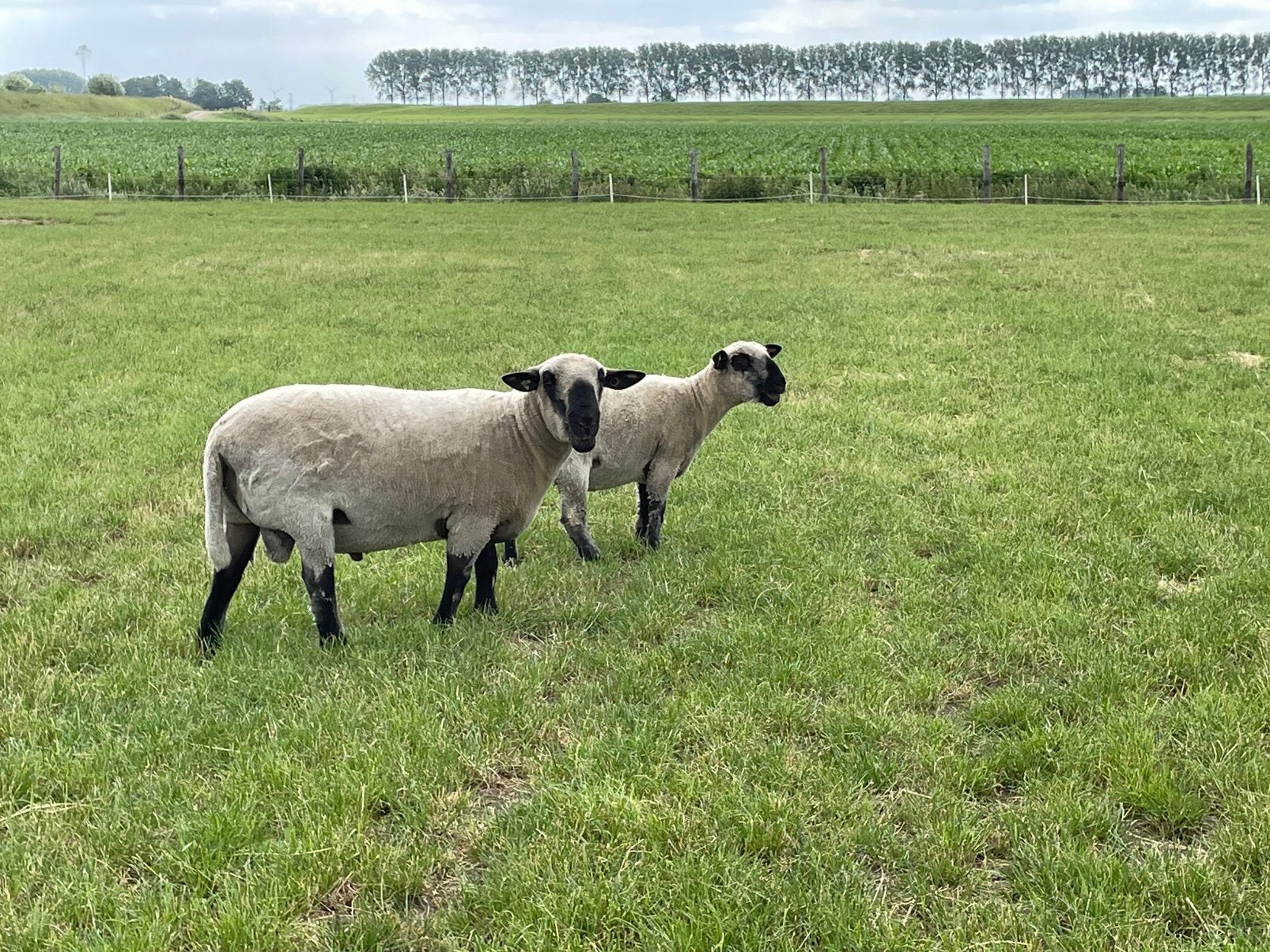 Jonge bok Hampshire down van 2025, Mannelijk, Schaap, 0 tot 2 jaar