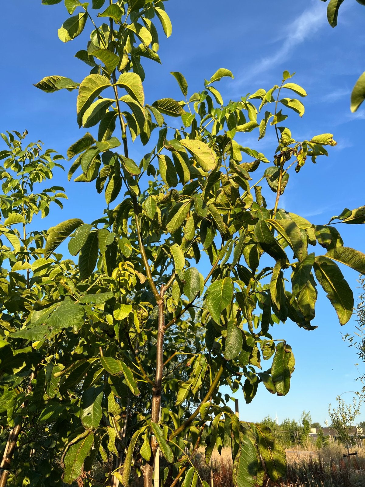 Walnotenboom Juglans regia 350-400 cm hoog, Ophalen of Verzenden, Overige soorten, 250 tot 400 cm