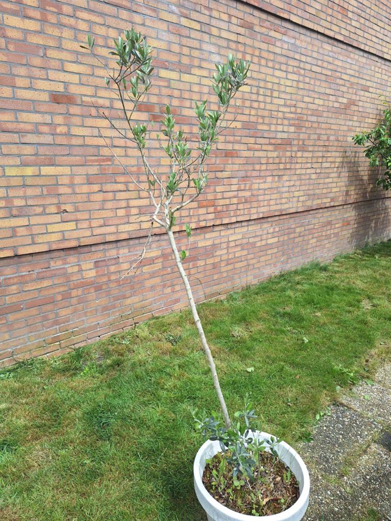 Olijfboom inclusief pot, Bloeit niet, 100 tot 250 cm, Olijfboom, Ophalen