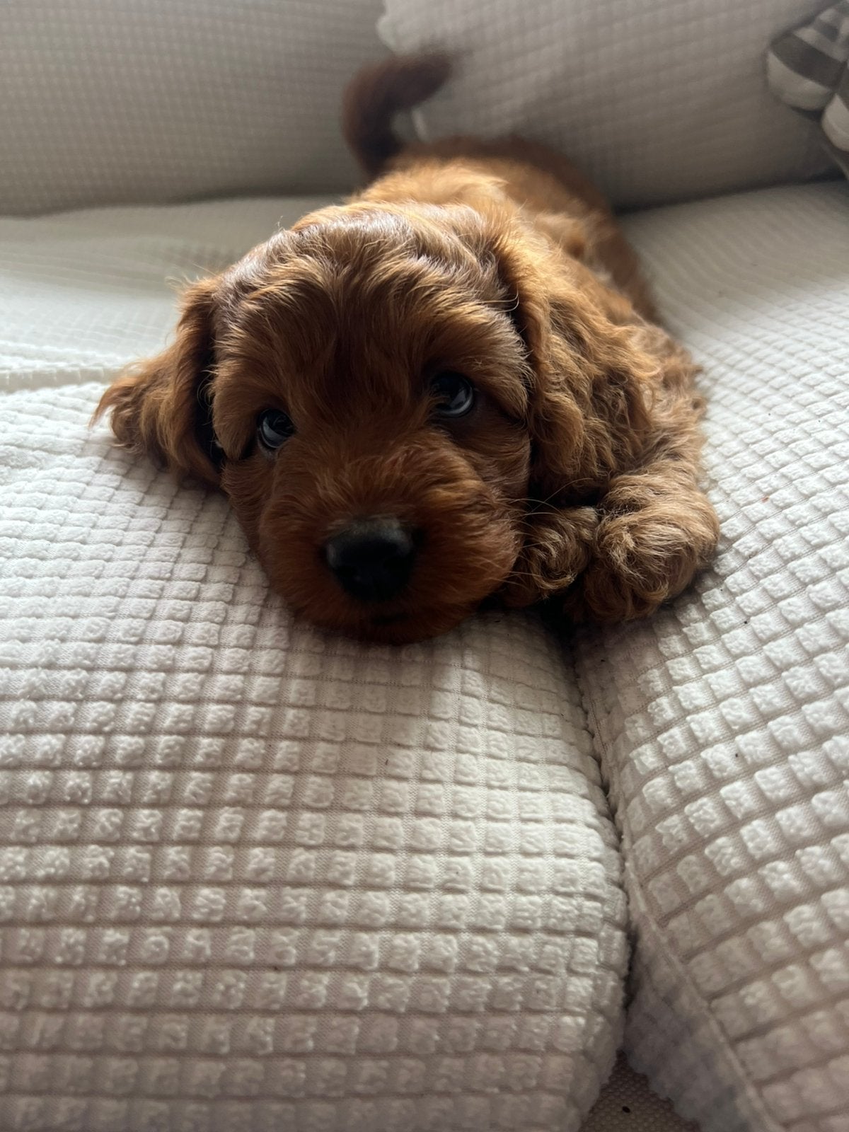 Rood F1B Amerikaanse Cocker Spaniël, Toy Poedel Pups, Dieren en Toebehoren, Honden | Chihuahua's en Gezelschapshonden, Poedel