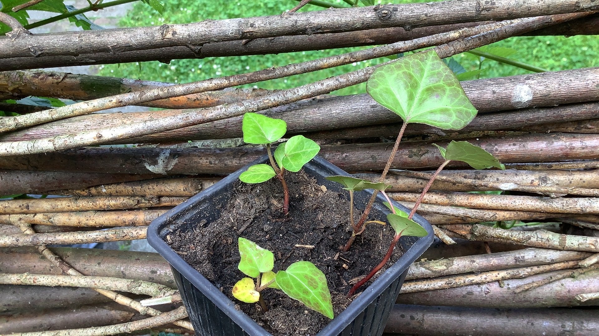 Gratis ophalen 4 klimop in een potje, Tuin en Terras, Planten | Tuinplanten, Ophalen, Vaste plant, Klimplanten, Halfschaduw