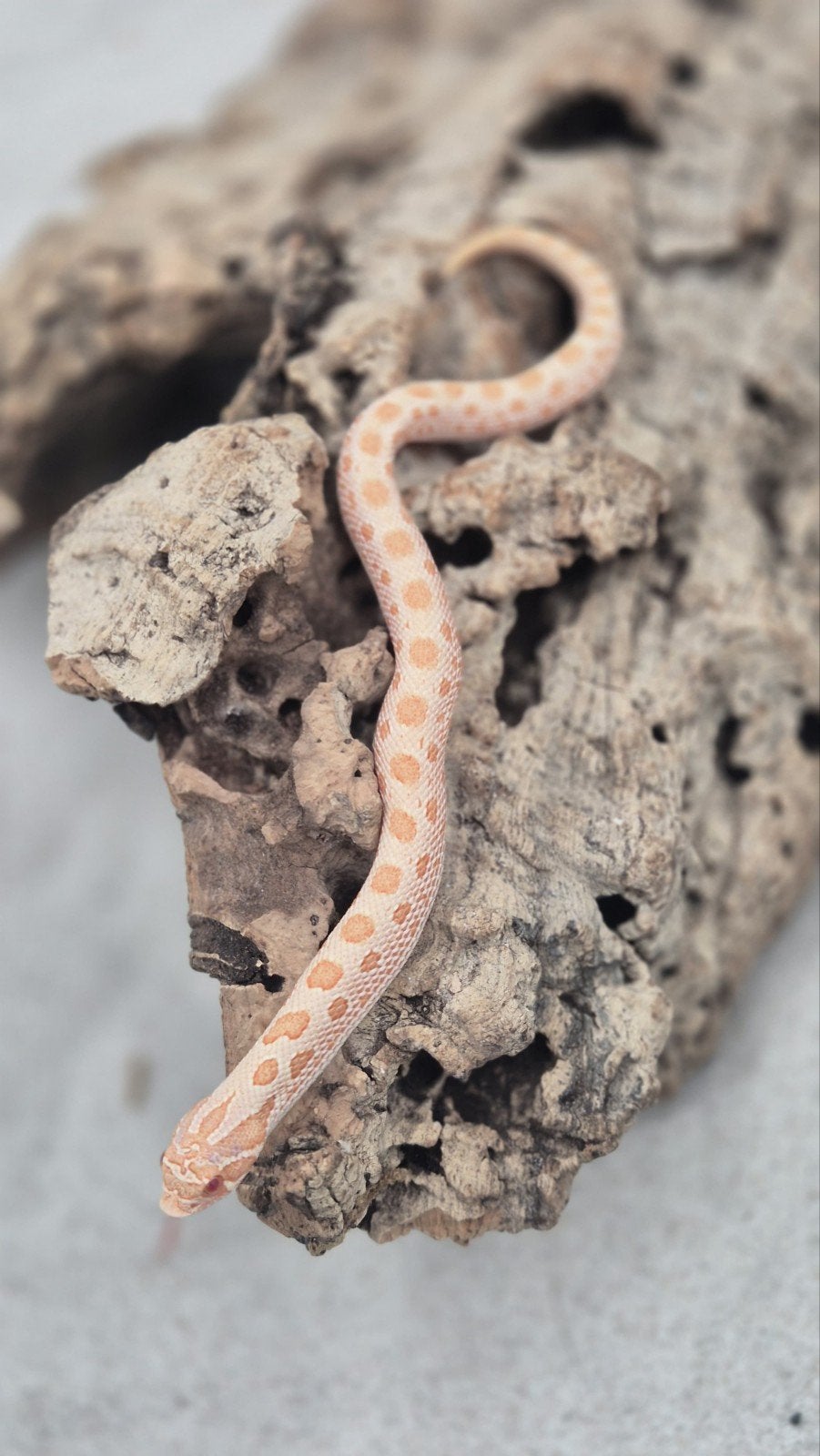 Haakneusslang uit 2026 het snow Hognose Snake photo 4