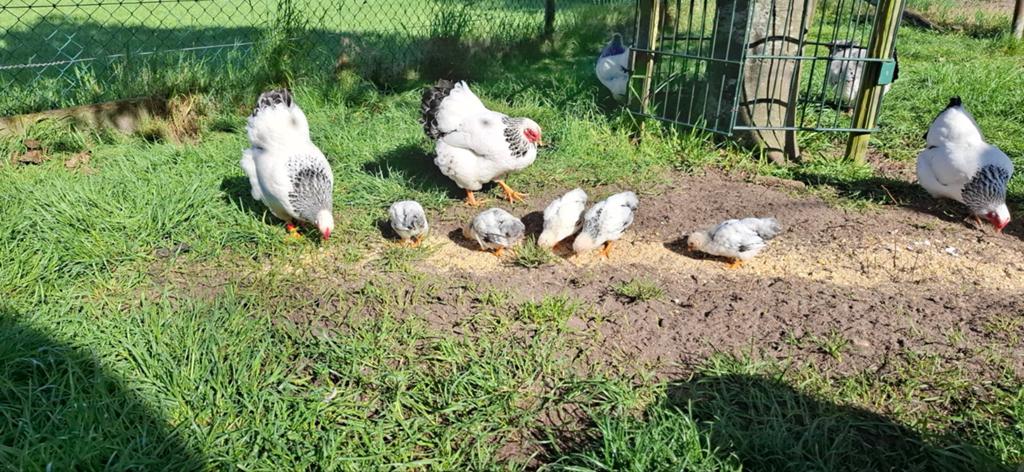 Wyandotte kuikens, Dieren en Toebehoren, Pluimvee, Geslacht onbekend, Kip