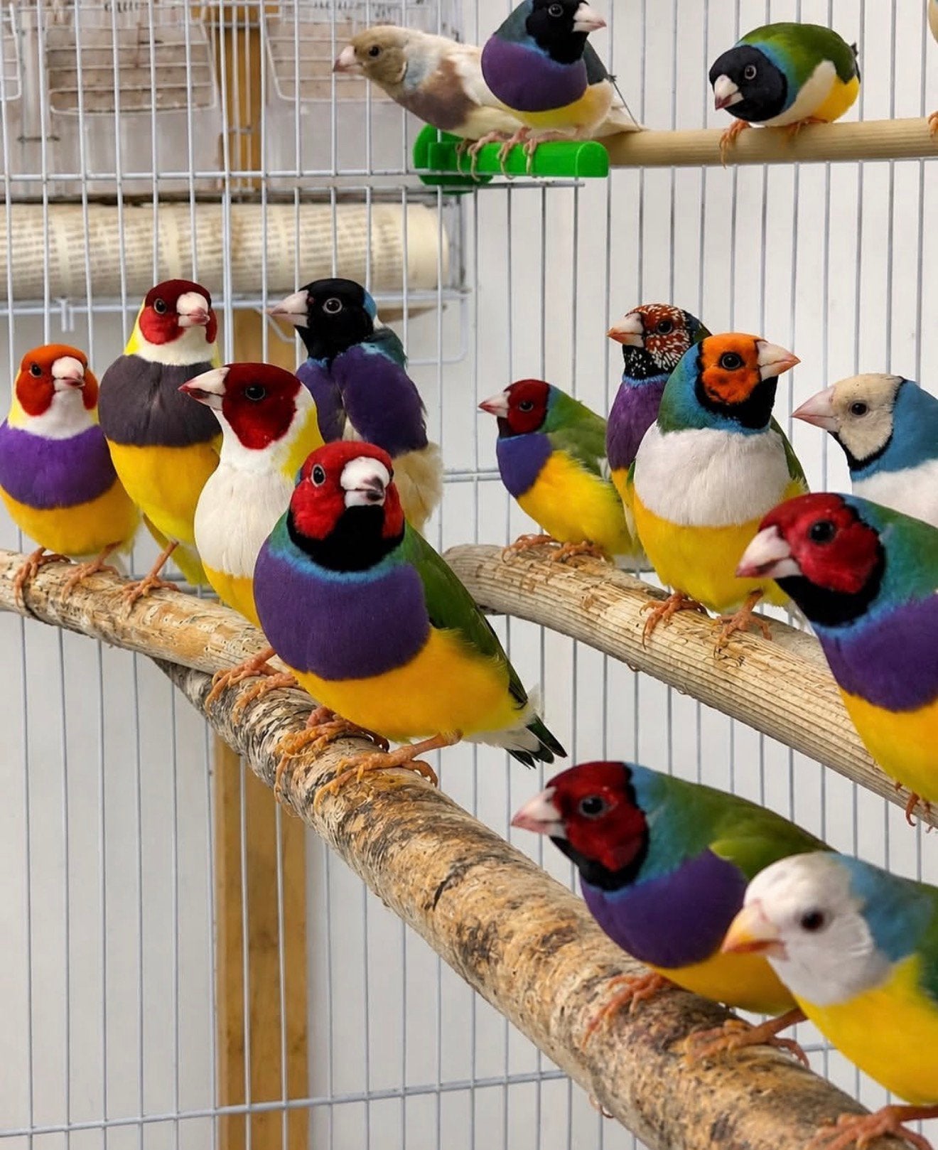 vinken & sijzen diverse kleuren & soorten, Meerdere dieren, Tropenvogel, Geringd