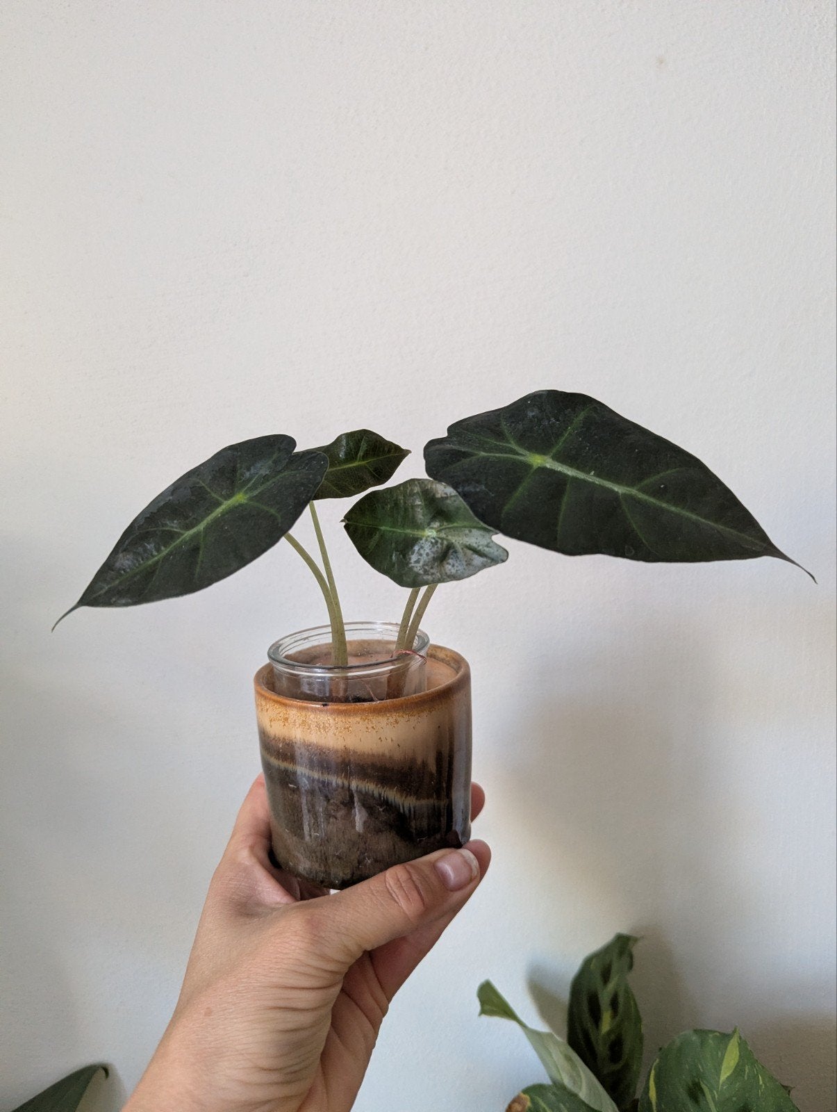 Alocasia Polly 2x, Ophalen
