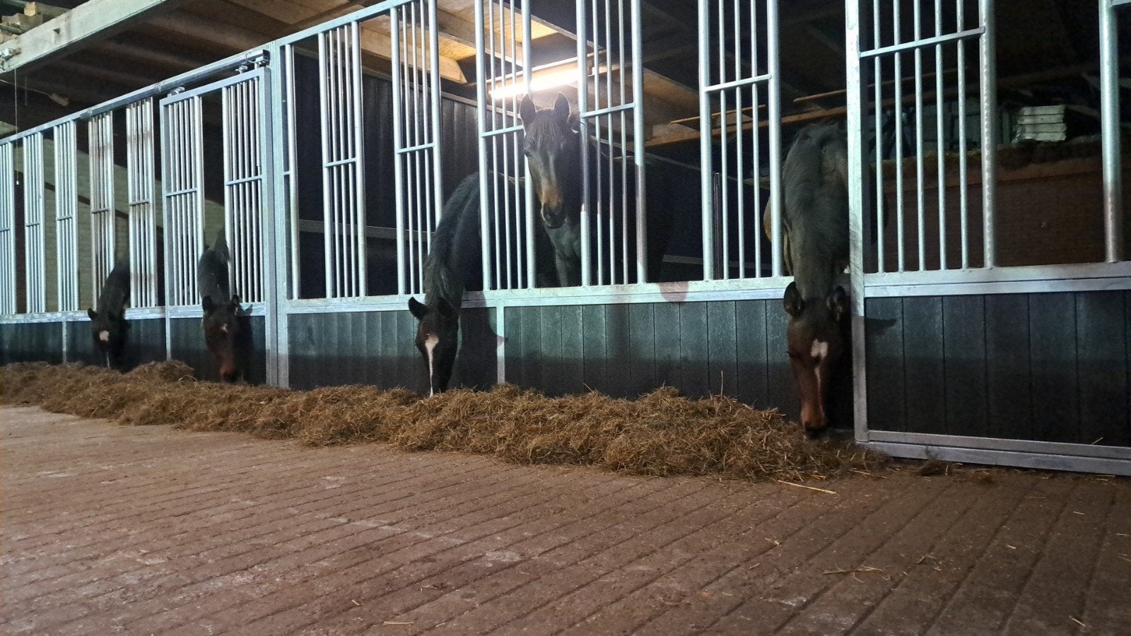 opfok hengstveulens, Dieren en Toebehoren