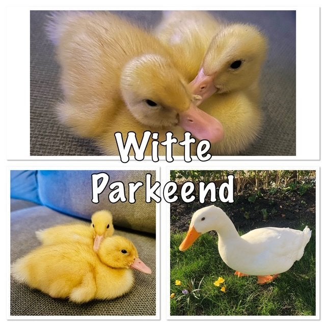 Broed eieren van de witte eend, Dieren en Toebehoren, Pluimvee, Geslacht onbekend, Overige soorten