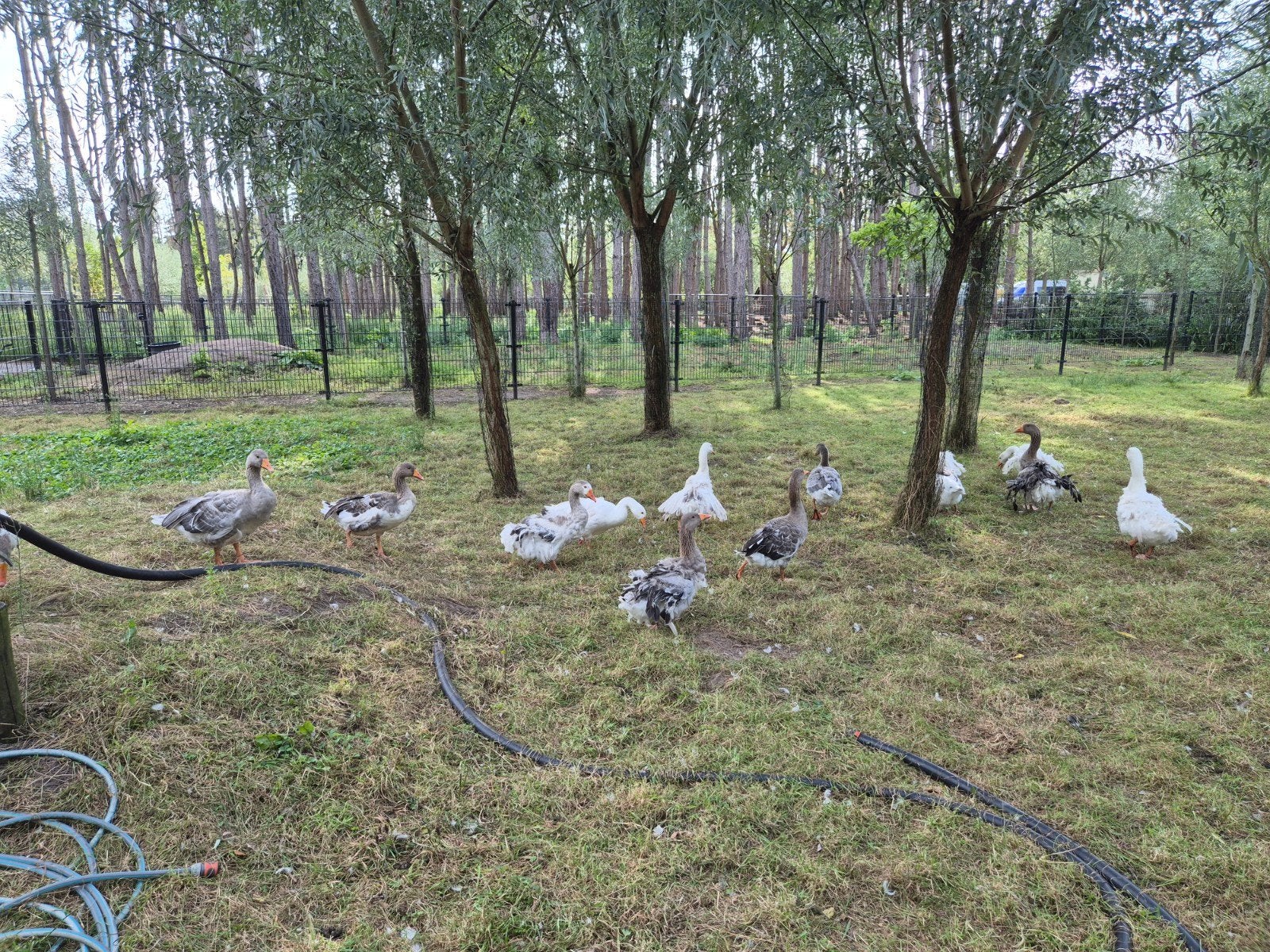 er mogen wat sebastepol en krulveer ganzen van 2025 verhuize, Dieren en Toebehoren, Meerdere dieren, Gans of Zwaan
