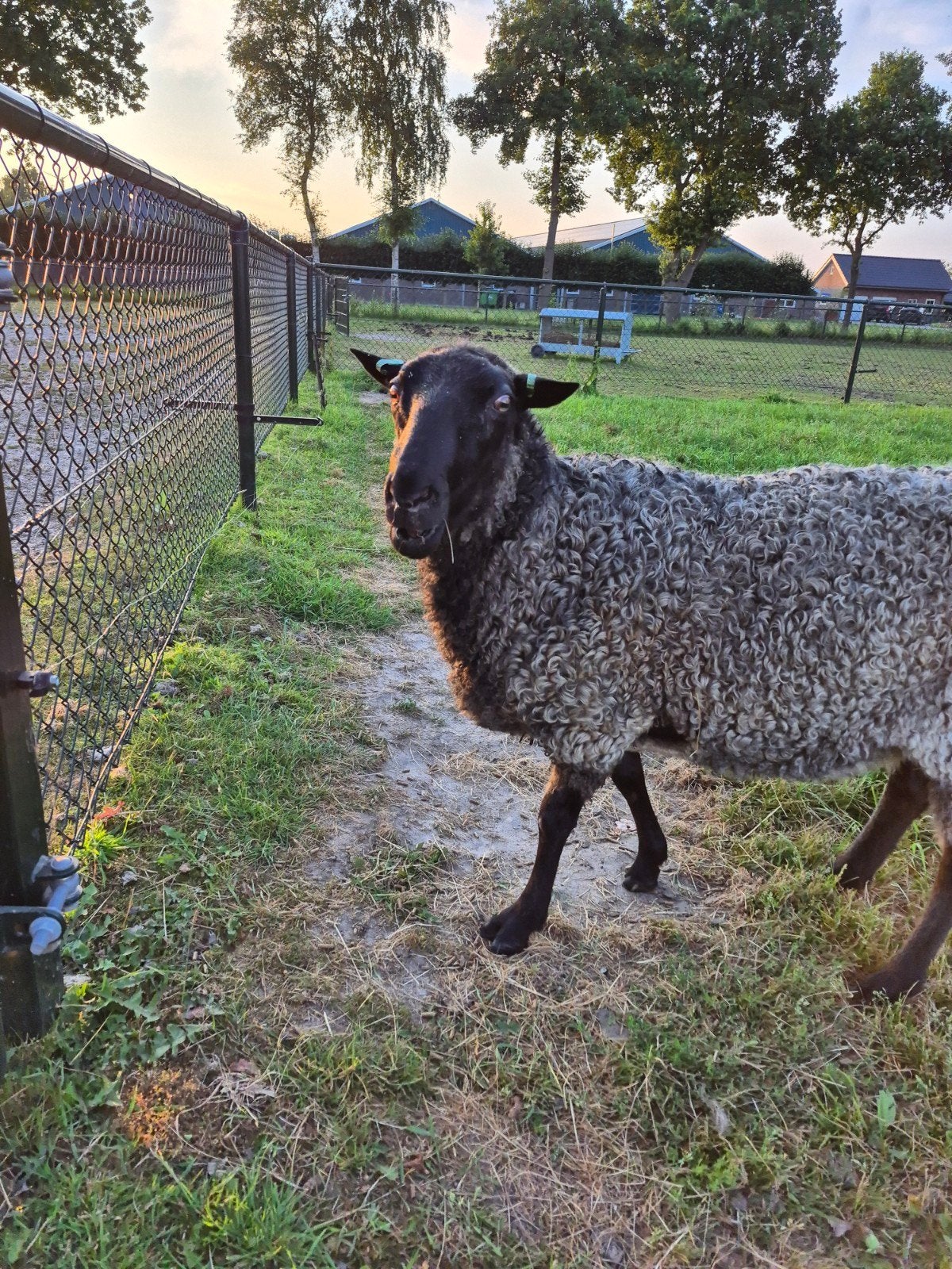 Gotlandpels ram stamboek, Dieren en Toebehoren, Schapen, Geiten en Varkens, Mannelijk, Schaap