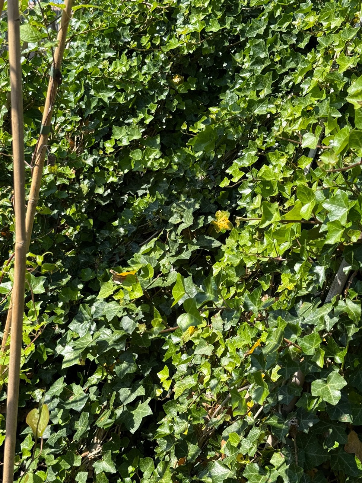 Hedera super grote zware planten 225 + hoog 2 pm bent udicht, Ophalen, Vaste plant, Bloeit niet, Halfschaduw