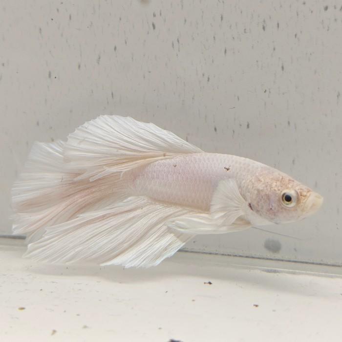 Betta splendens man 35, Dieren en Toebehoren, Vis