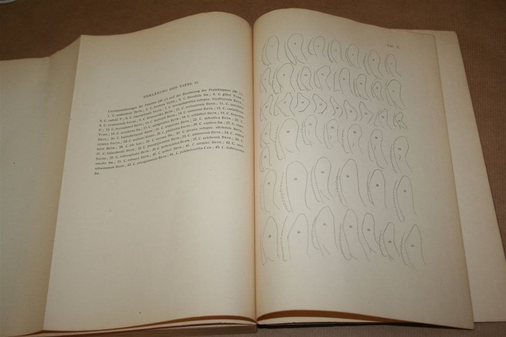 Indo-Australische Scoliiden [1928], proefschrift, Ophalen of Verzenden, Gelezen, Natuurwetenschap