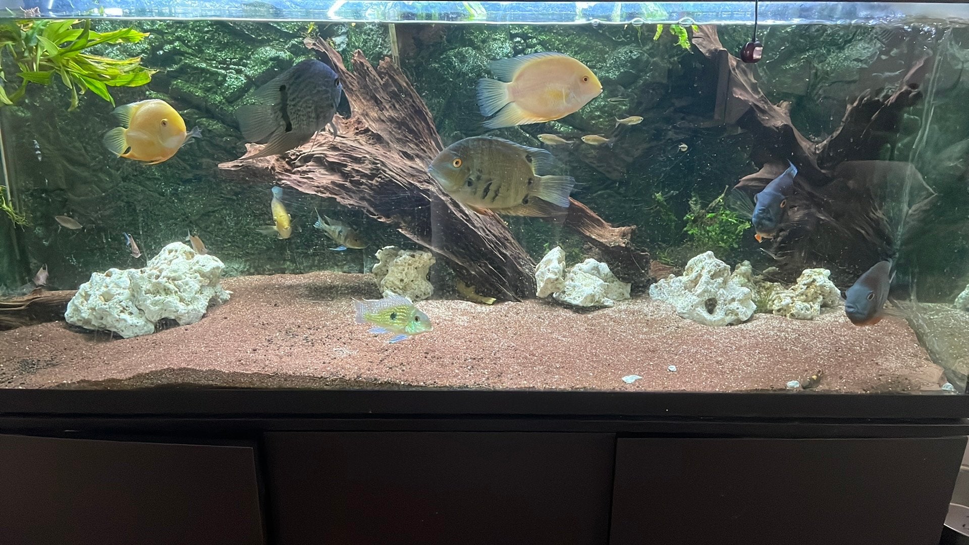Heros Severum Cichlide te koop, Dieren en Toebehoren, Vissen | Aquariumvissen, Vis, Zoetwatervis