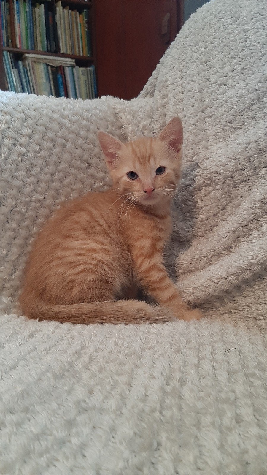 Lieve kittens te koop (wit, cyper, rood en lapjes), Dieren en Toebehoren, Katten en Kittens | Overige Katten, Meerdere dieren