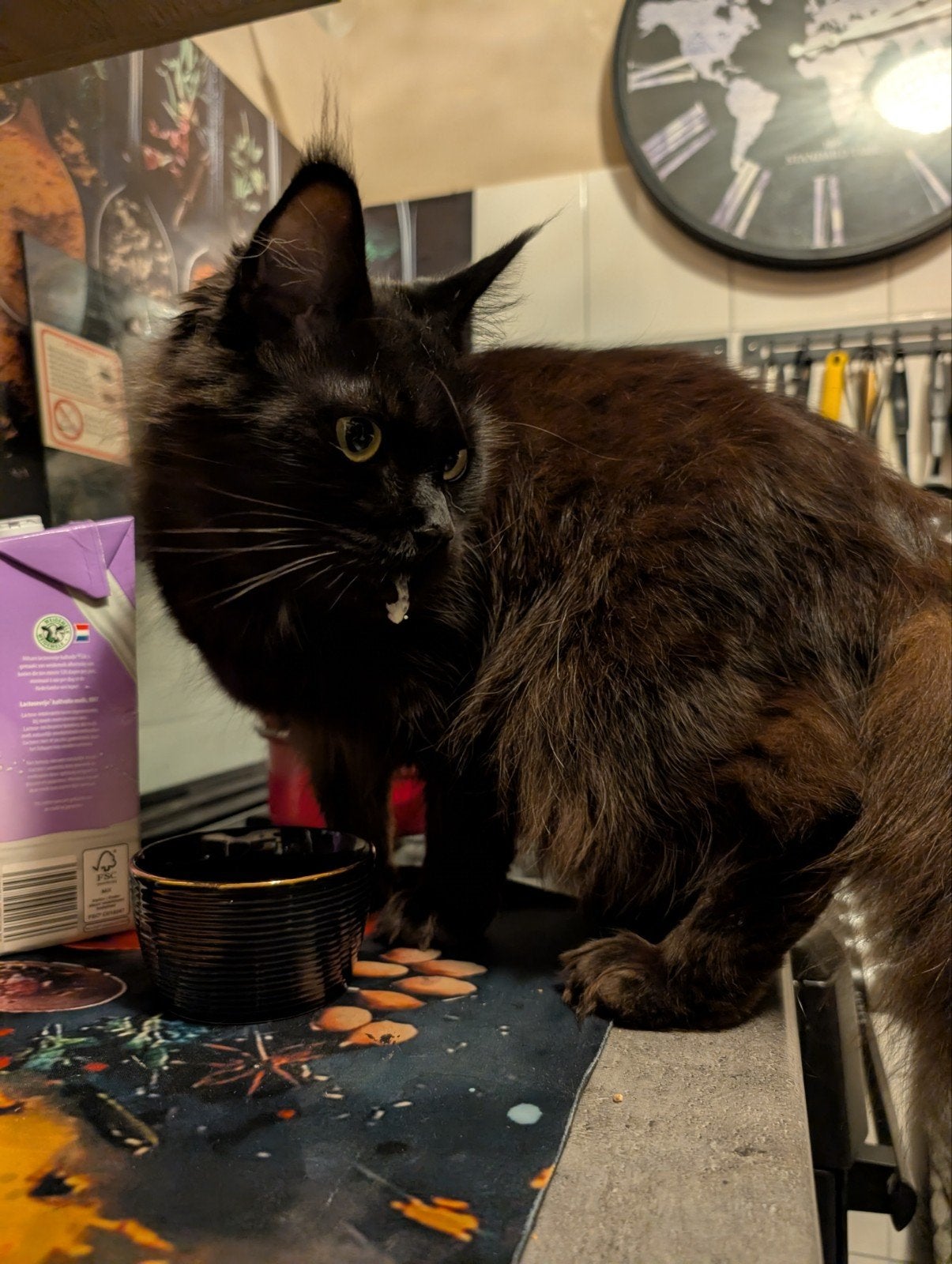 Main coon poes, Dieren en Toebehoren, Katten en Kittens | Raskatten | Langhaar, Poes