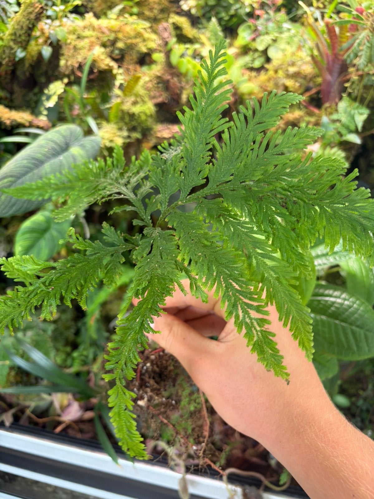Selaginella aff. arthritica, Ophalen of Verzenden, Halfschaduw, Minder dan 100 cm