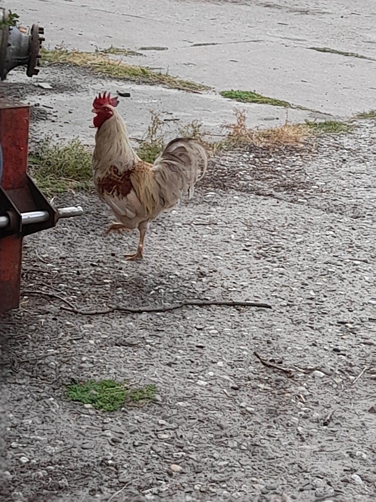 Hanen, Dieren en Toebehoren, Mannelijk, Kip