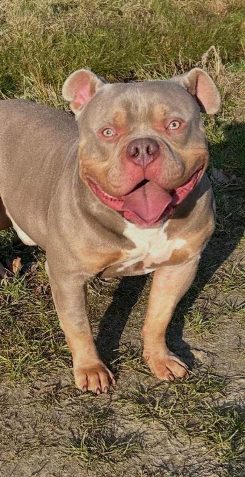 pocket bully tri color dekreu, Dieren en Toebehoren, Honden | Dekreuen, Reu, 1 tot 2 jaar, Parvo, Eén hond