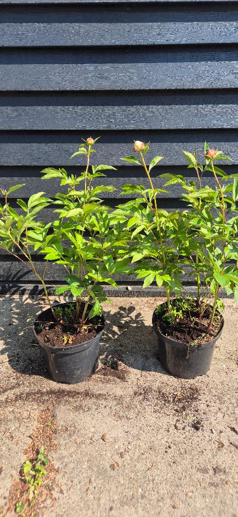 Pioenroos 'Shirley Temple', Tuin en Terras, Planten | Tuinplanten, Volle zon, Vaste plant, Lente, Ophalen