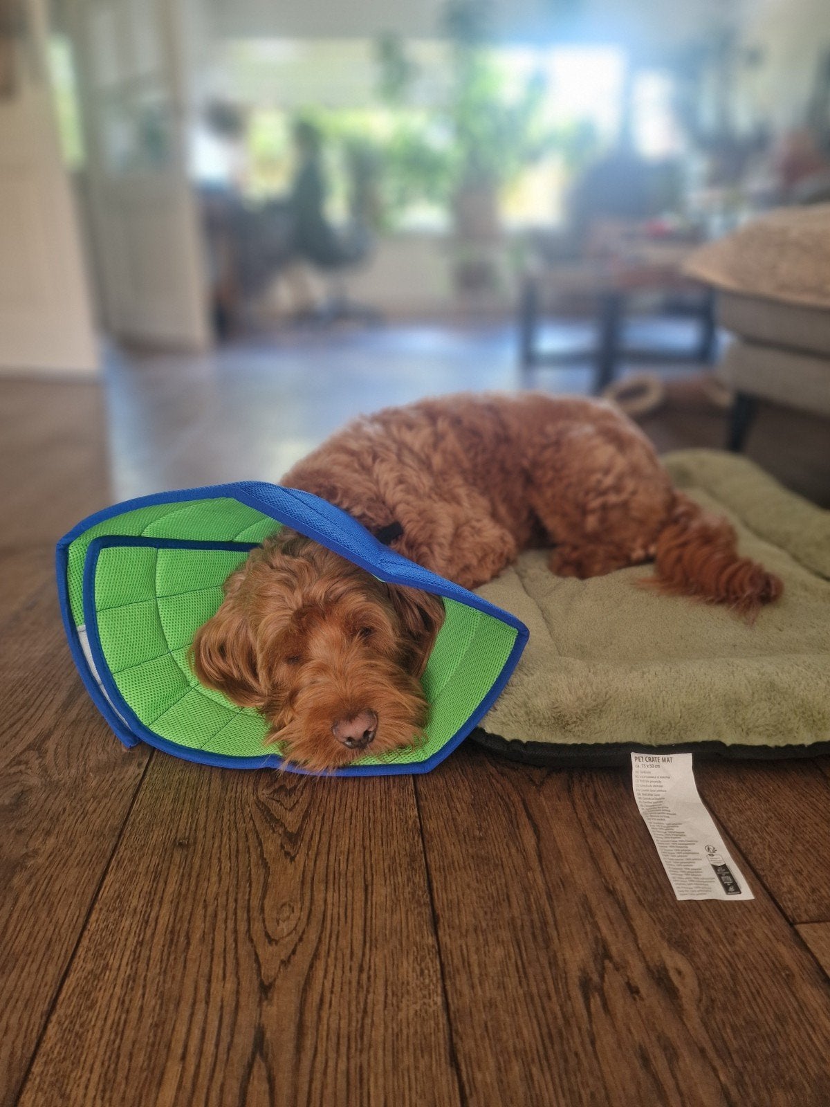 Zachte herstelkraag hond maat 6 – comfortabel alternatief vo, Overige merken, Ophalen of Verzenden, Zo goed als nieuw, Overige typen