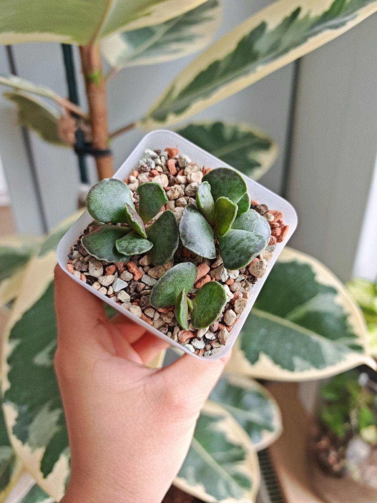 Adromischus Cooperi succulent, Ophalen of Verzenden, Volle zon, Minder dan 100 cm