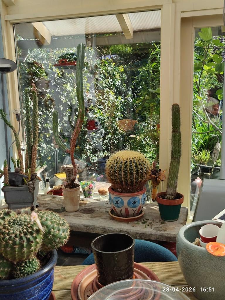 Div.cactussen, Ophalen