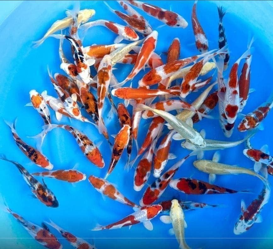 Jonge koi Tosai, 8 tot 22 cm Prachtige kleuren Japanners!, Karper of Koi