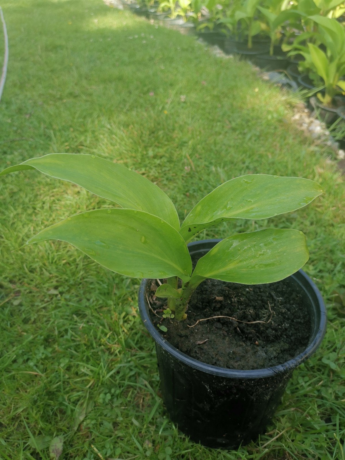 Canna planten biologisch - Tropische schoonheid voor uw tuin, Tuin en Terras, Planten | Tuinplanten, Volle zon, Vaste plant, Zomer