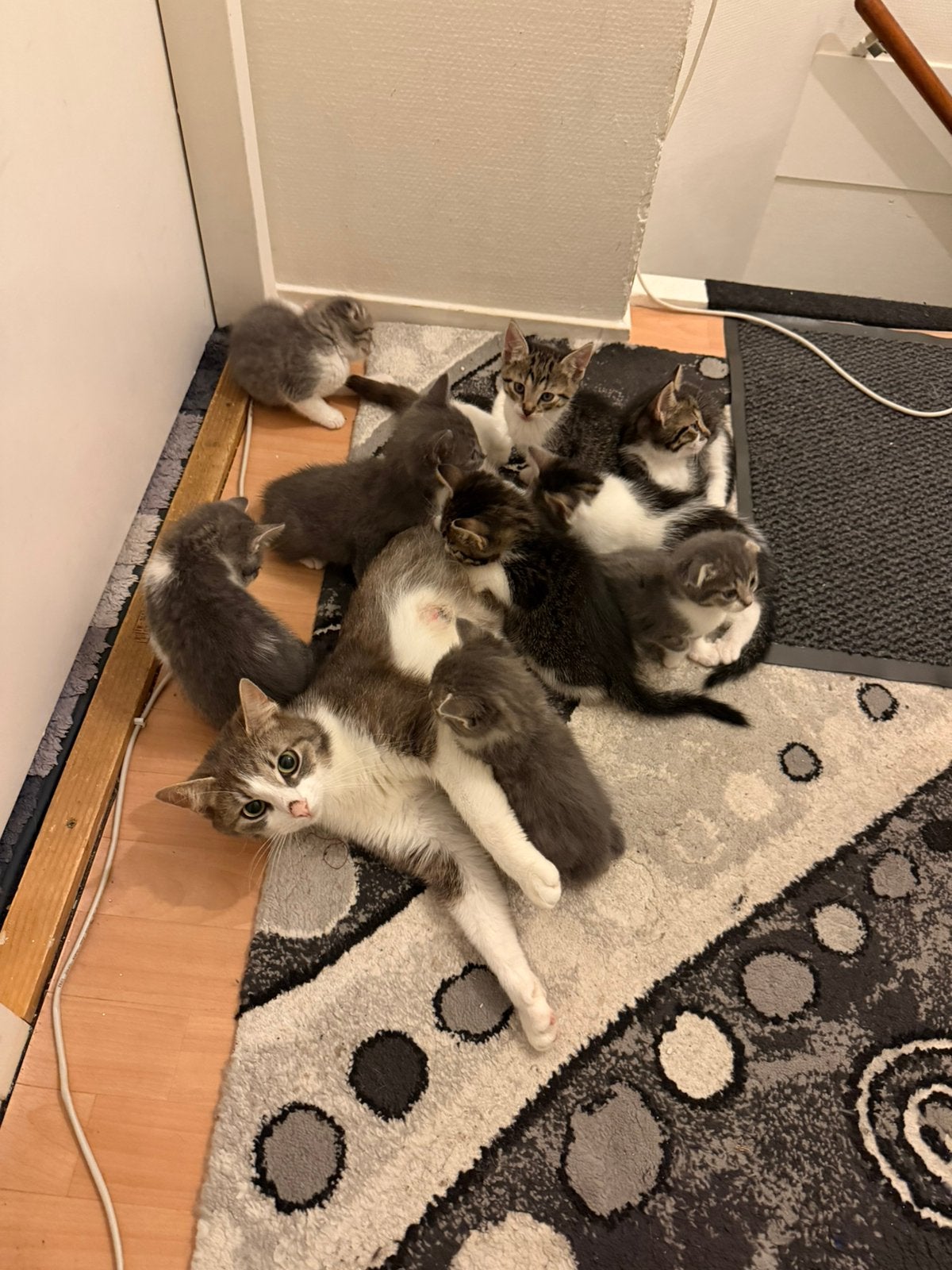 Schattige kittens te koop