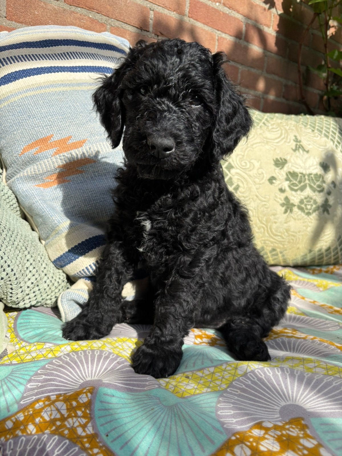 Australian labradoodles prachtige reutjes beschikbaar, 8 tot 15 weken, Parvo, Meerdere, Meerdere dieren