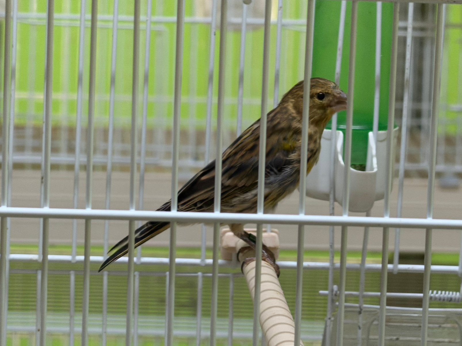 Bastaard ctroenbooster edelzanger x kanarie raza, Dieren en Toebehoren, Vogels | Overige Vogels, Mannelijk, Wildzangvogel, Geringd