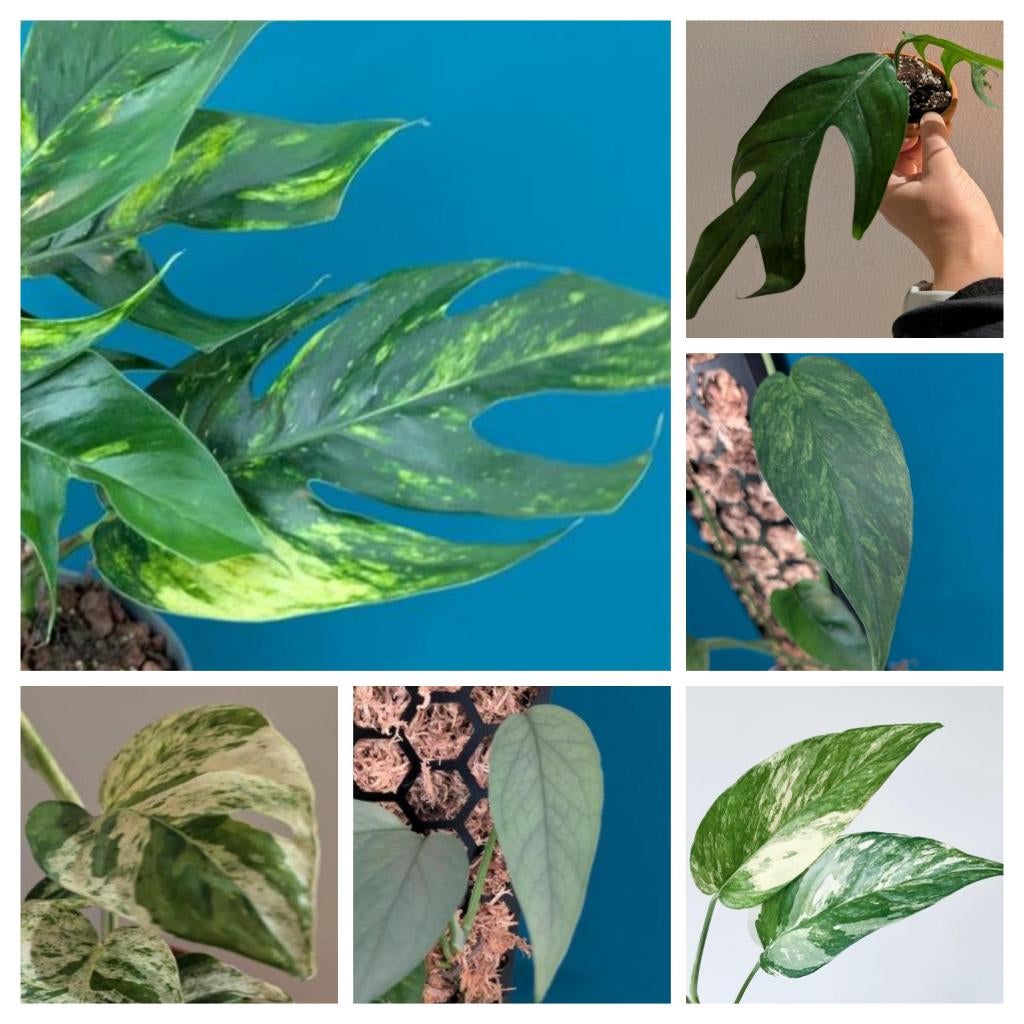 Epipremnum Pinnatum Baltic + Cebu Blue, Cintho Goldfinger, Ophalen of Verzenden, Halfschaduw, Minder dan 100 cm