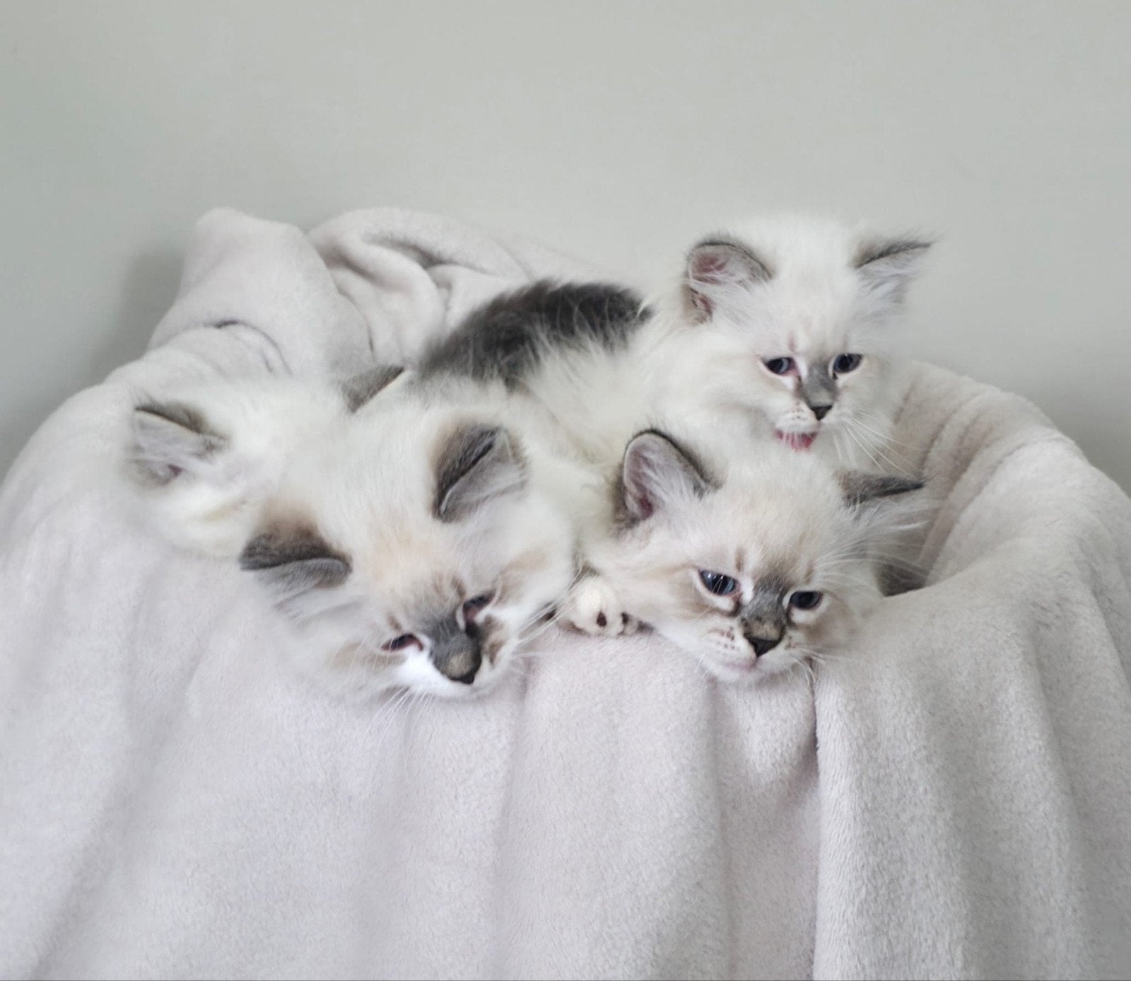 Neva Masquerade kittens - huiselijk, gechipt, mogen weg, Meerdere dieren, Gechipt, 0 tot 2 jaar