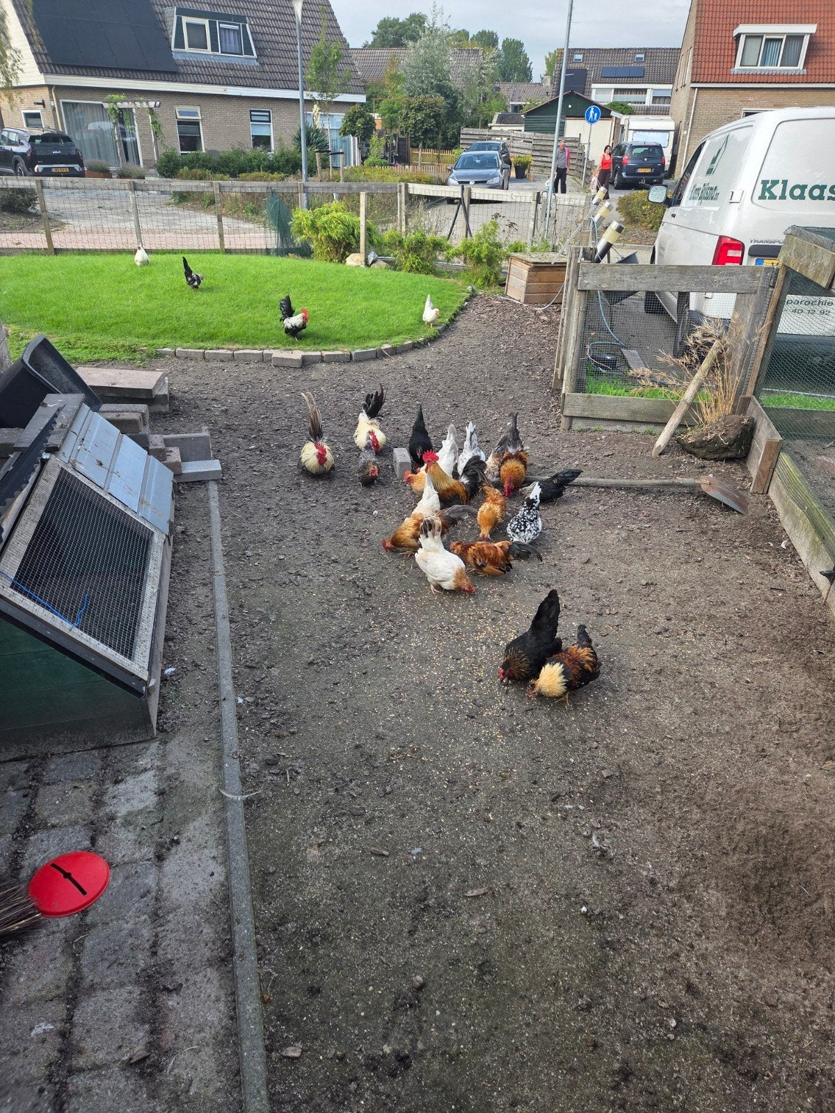 chabo, Dieren en Toebehoren, Meerdere dieren, Kip