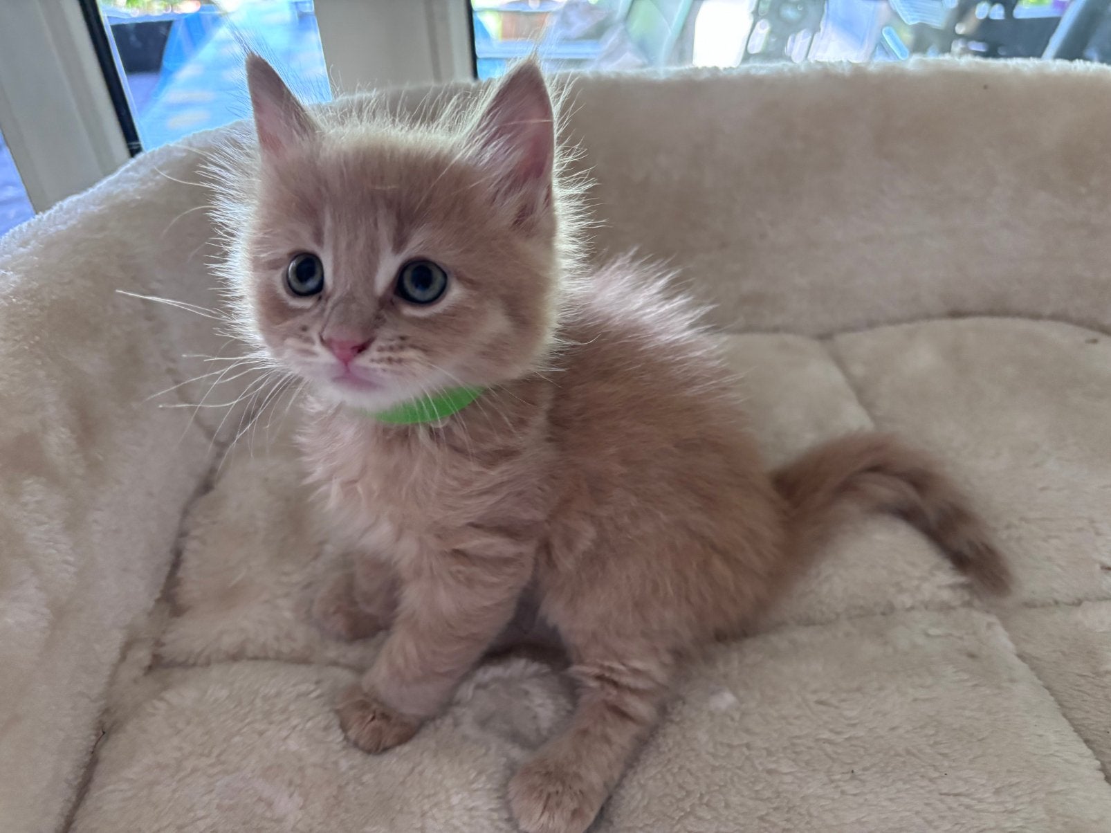 Maine Coon kittens, Meerdere dieren, Ontwormd, 0 tot 2 jaar