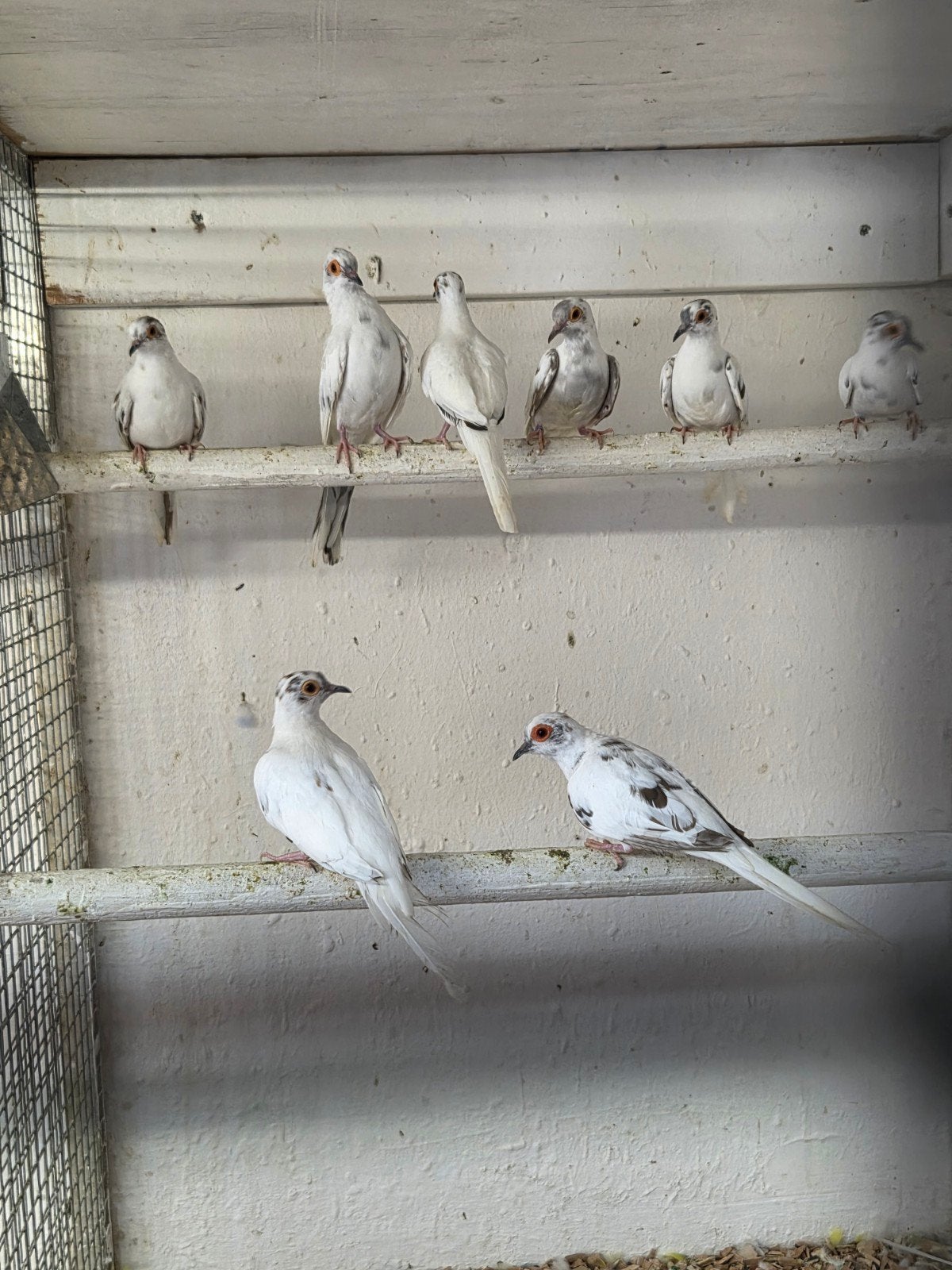 Bijna witte diamant duiven, Meerdere dieren, Overige soorten