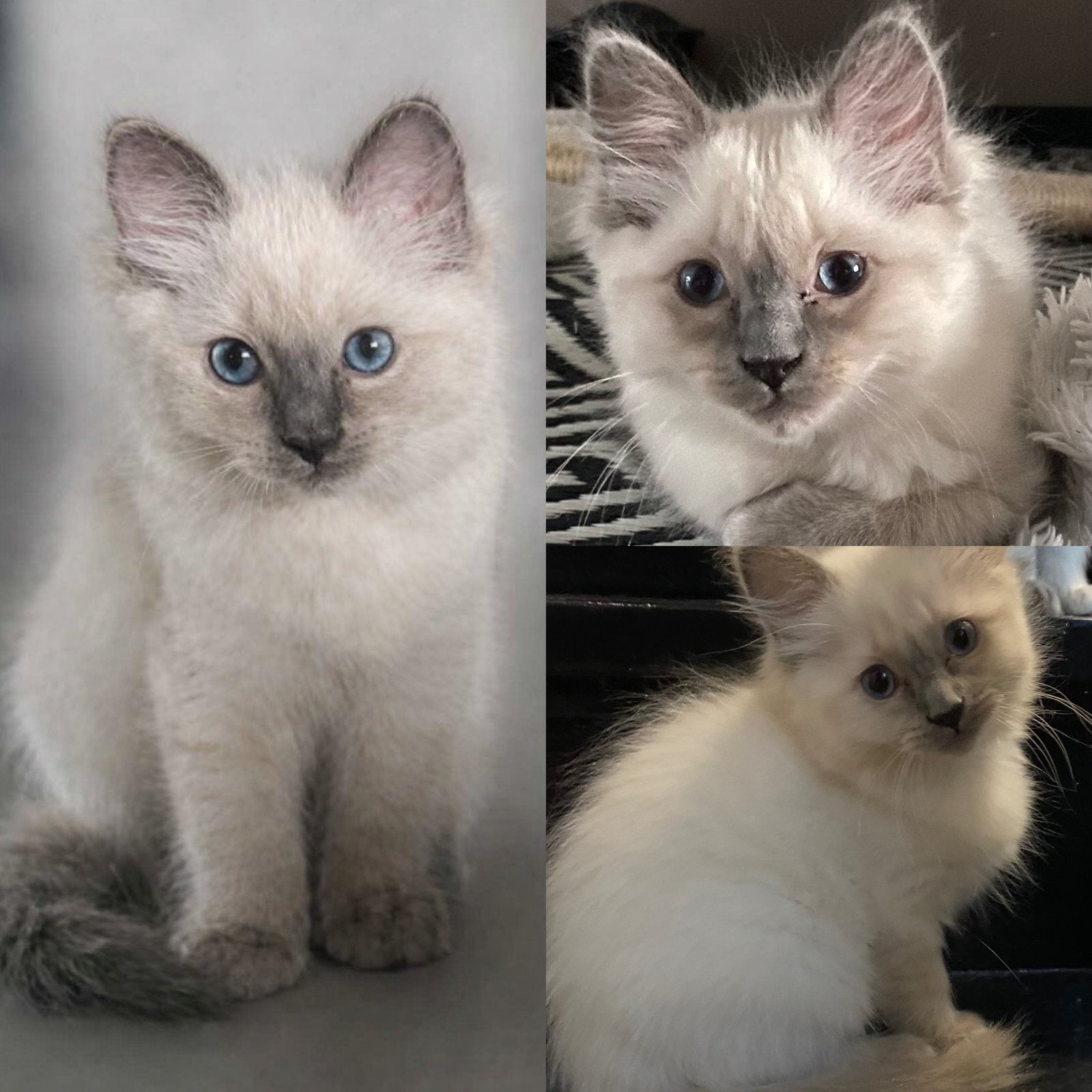 Ragdoll kitten poesje met stamboom, Meerdere dieren, Ontwormd