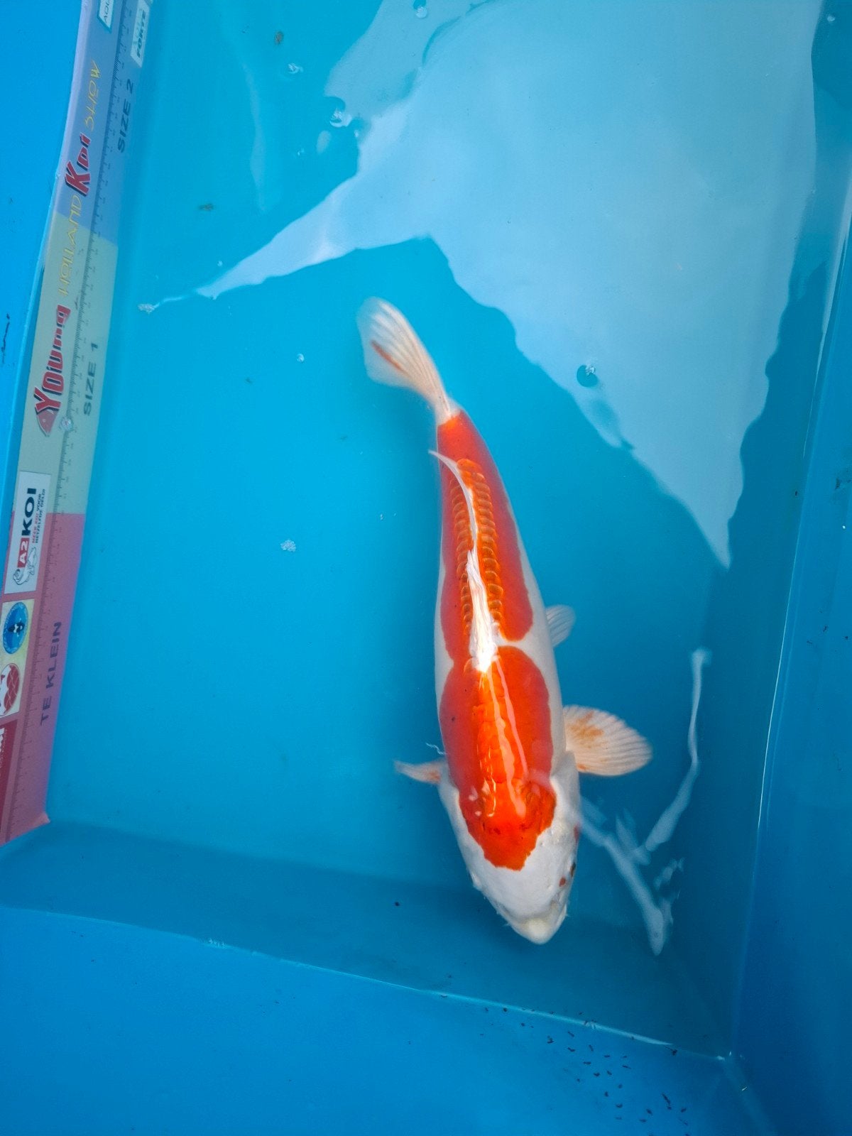 Te koop kikisui, Dieren en Toebehoren, Vissen | Vijvervissen, Karper of Koi