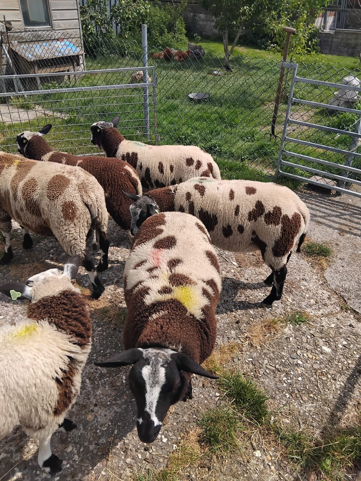 Te koop: mooie, makke, bonte dekrammen, Mannelijk, Schaap, 0 tot 2 jaar