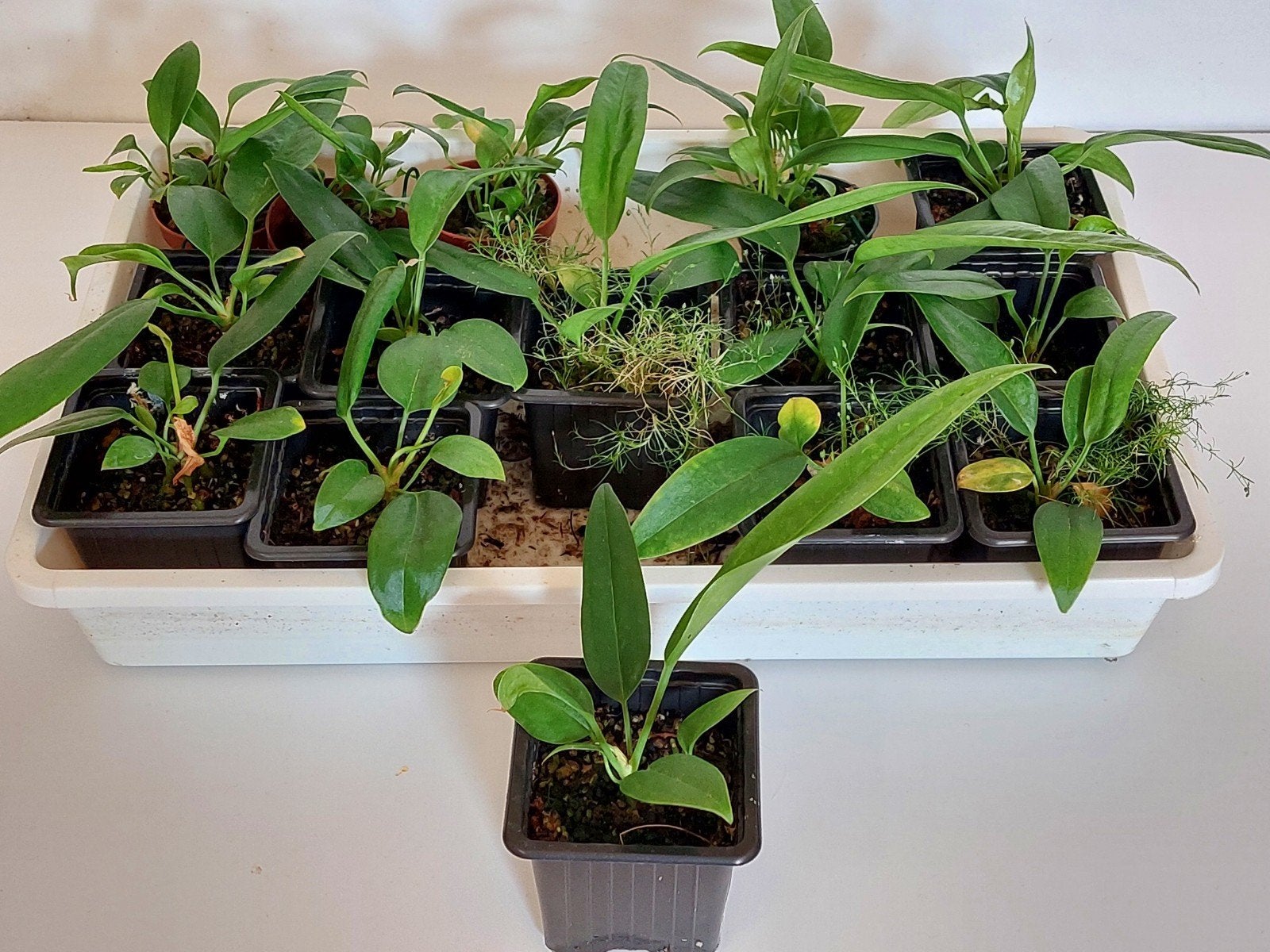 Anthurium Vittariifolium en Anthurium Bakeri, Ophalen, Overige soorten, Halfschaduw