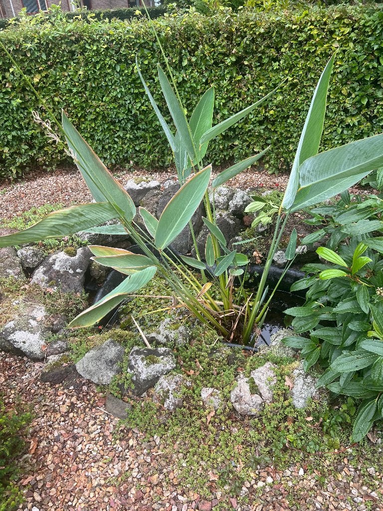 waterkanthalia,Thalia dealbata, Overige soorten, Volle zon, Vaste plant, Ophalen of Verzenden