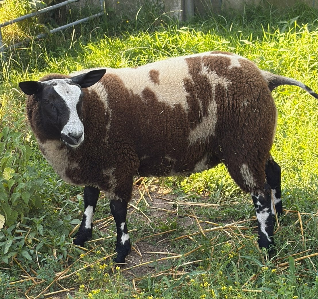 Mooie bonte ram, Dieren en Toebehoren, Mannelijk, Schaap