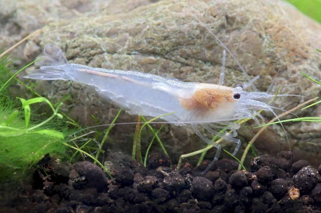 Japonica Snow, Caridina multidenta, Kreeft, Krab of Garnaal, Zoetwatervis