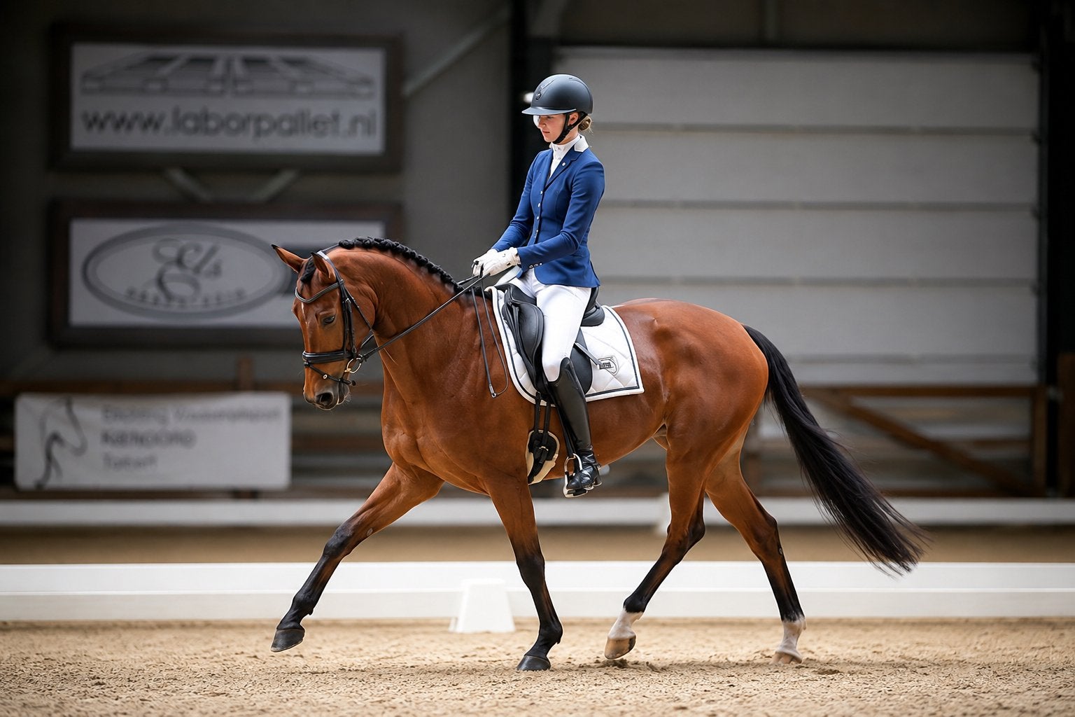 Te Koop 10 jarige Elite Sport merrie, Dieren en Toebehoren, Merrie, Dressuurpaard, 7 tot 10 jaar, 165 tot 170 cm