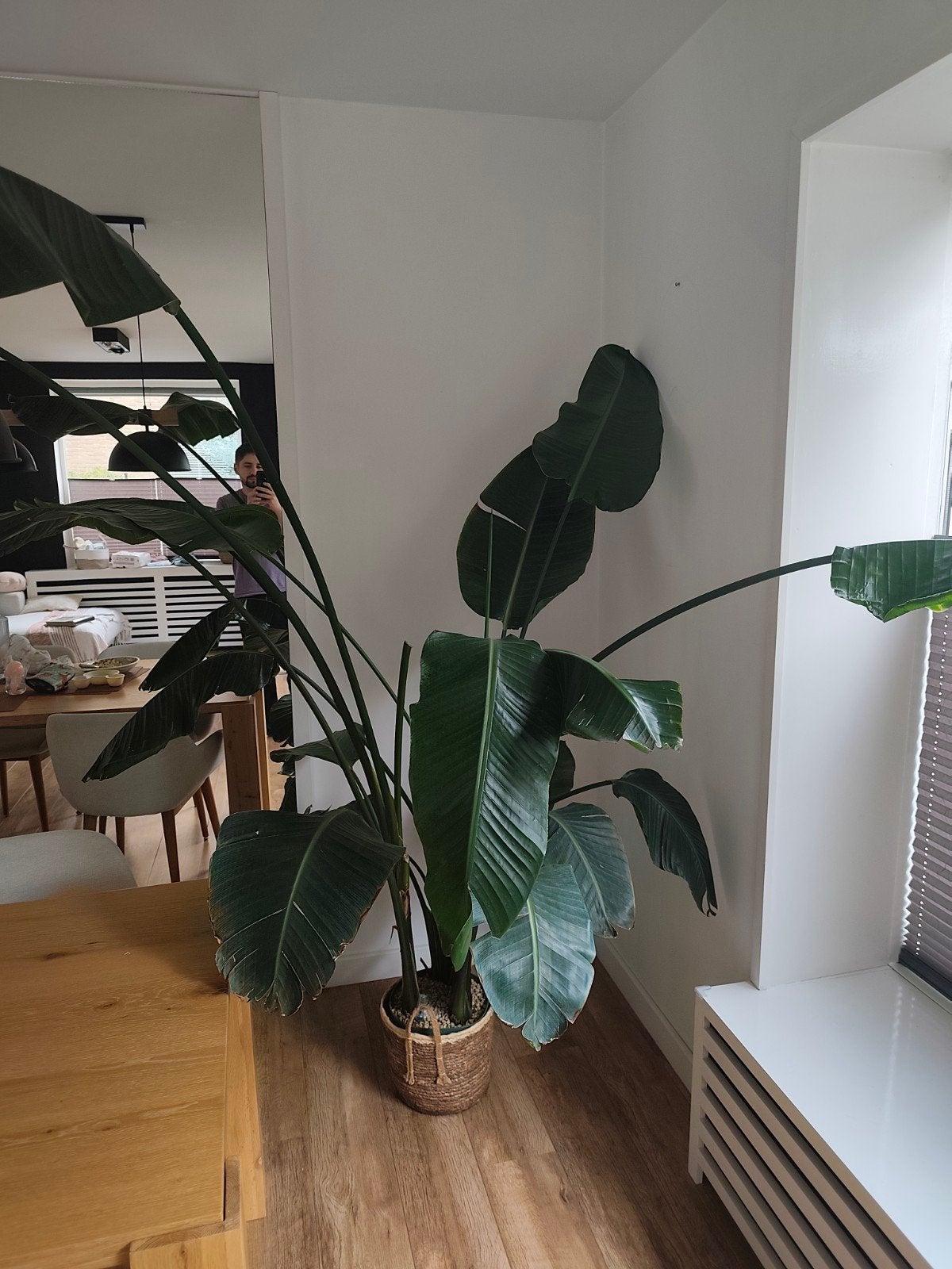 Strelitzia Nicolai met Hydrocultuur Systeem - 2m hoog, Ophalen, 200 cm of meer, Overige soorten, In pot