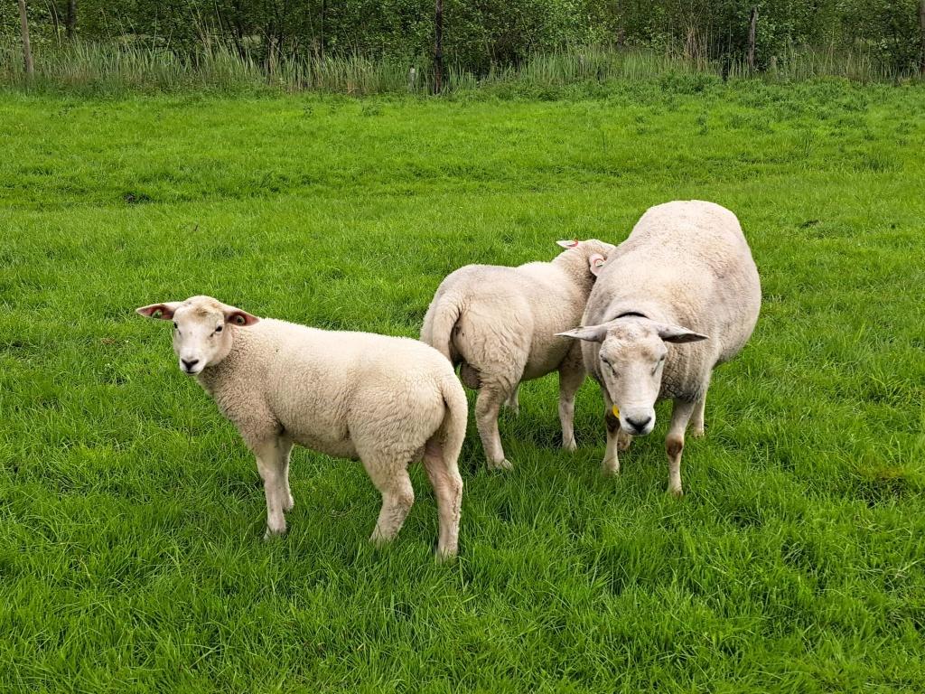 Eerste keuze uit 19 zwoegervrije Swifter Stamboekrammen, Mannelijk, Schaap, 0 tot 2 jaar