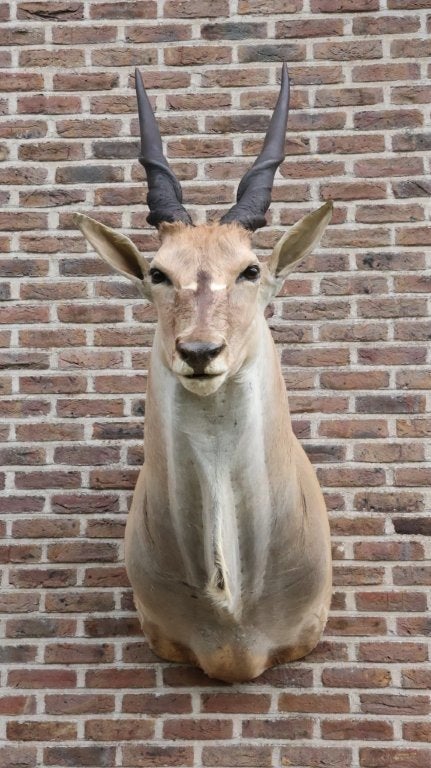 Taxidermie grote opgezette elandantilope, Ophalen, Zo goed als nieuw, Wild dier, Opgezet dier