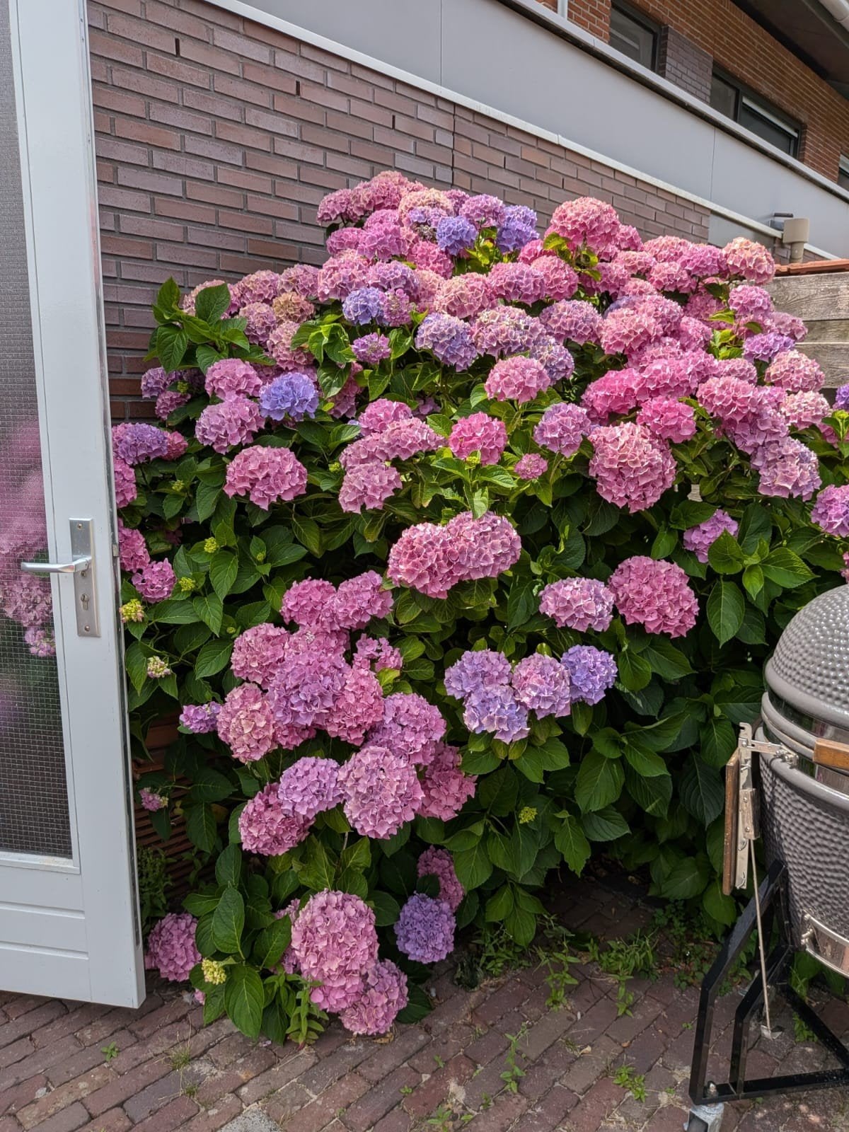 Grote, volwassen Boerenhortensia’s (Hydrangea macrophylla) –, Ophalen, Overige soorten, Halfschaduw